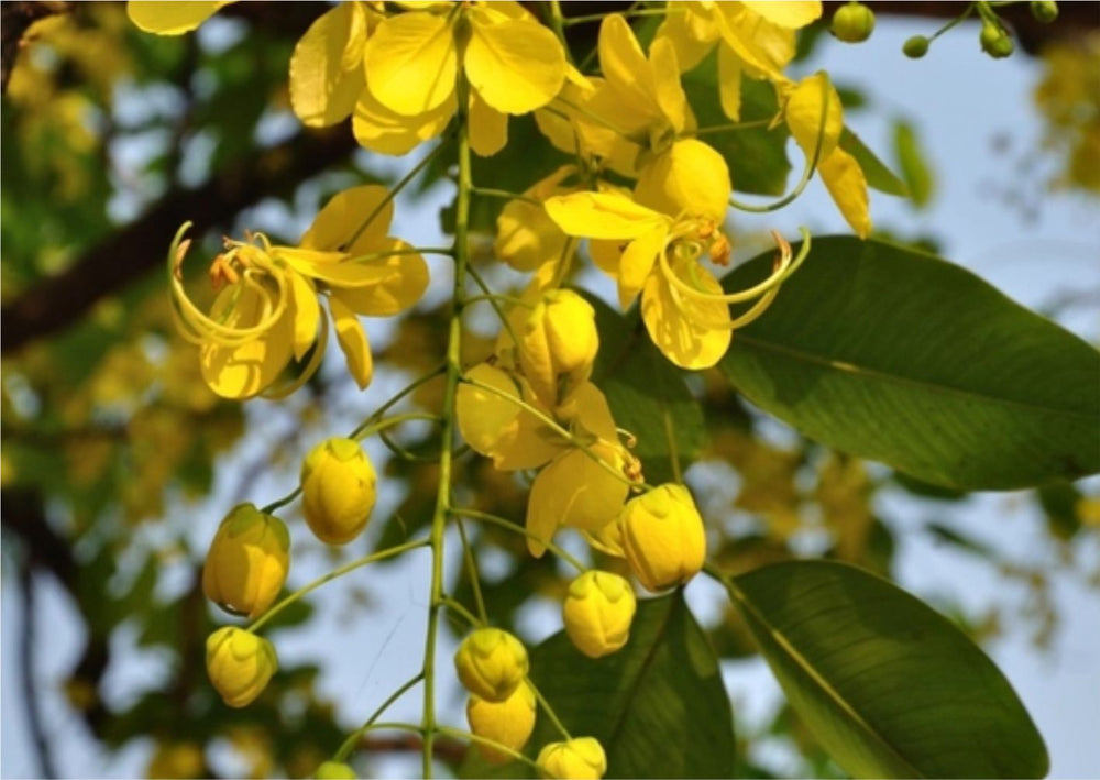 Amaltas