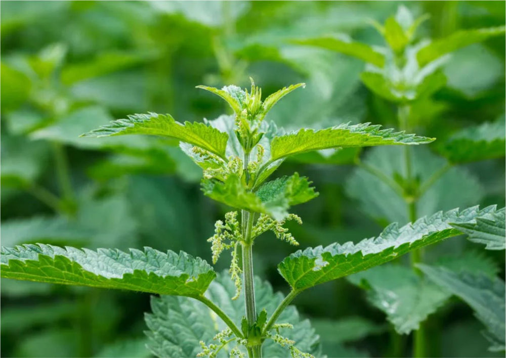 Nettle Leaf