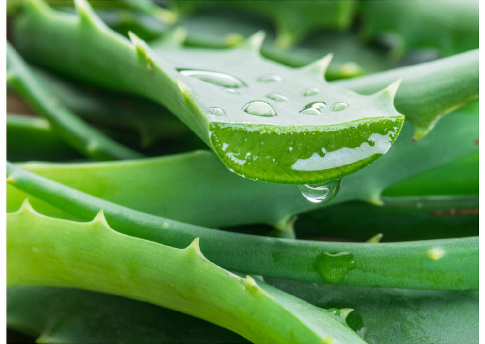 Aloe Vera