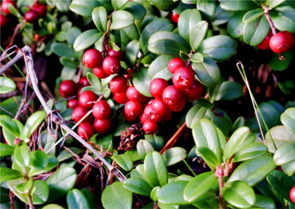 Cranberry