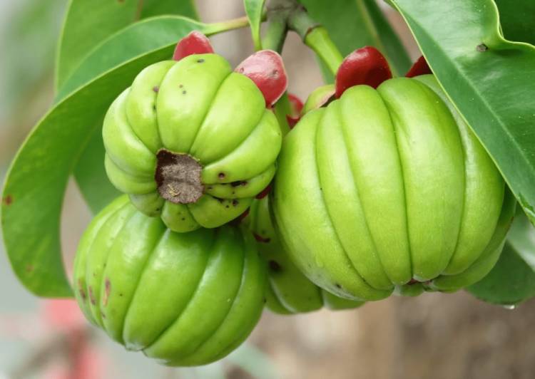 Garcinia Cambogia