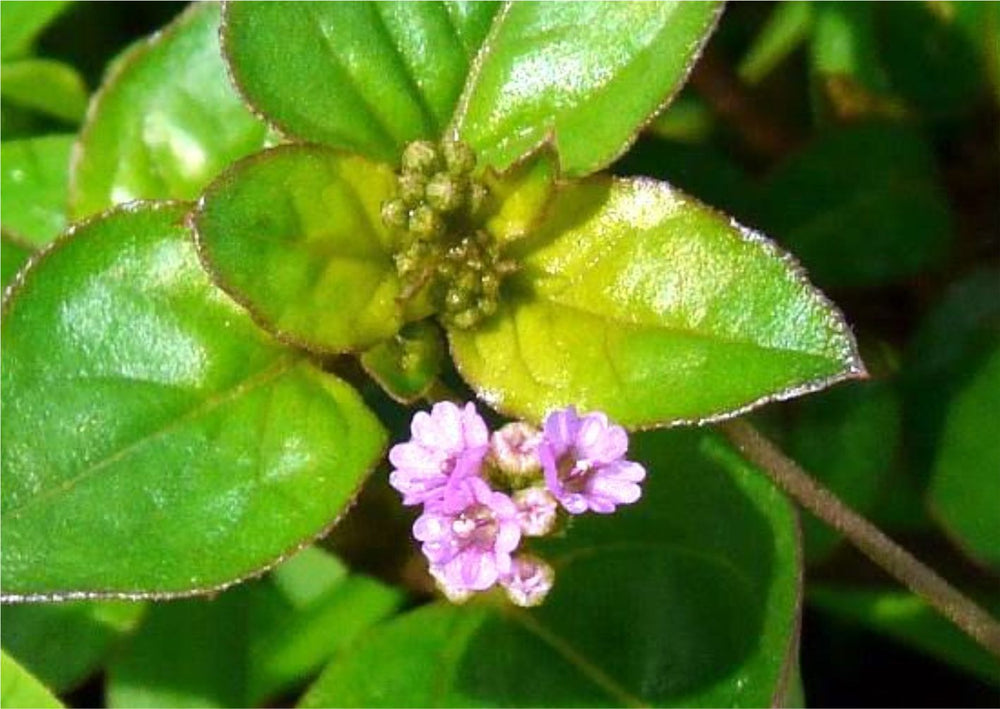 Punarnava