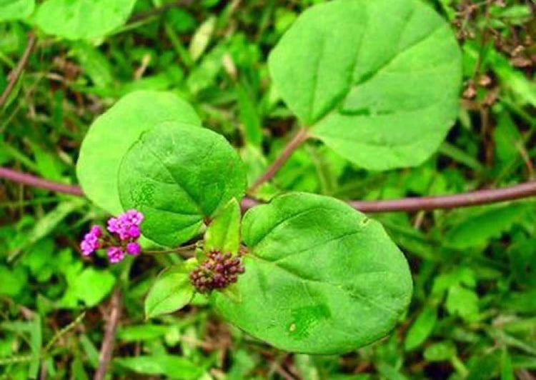 Punarnava Root Extract