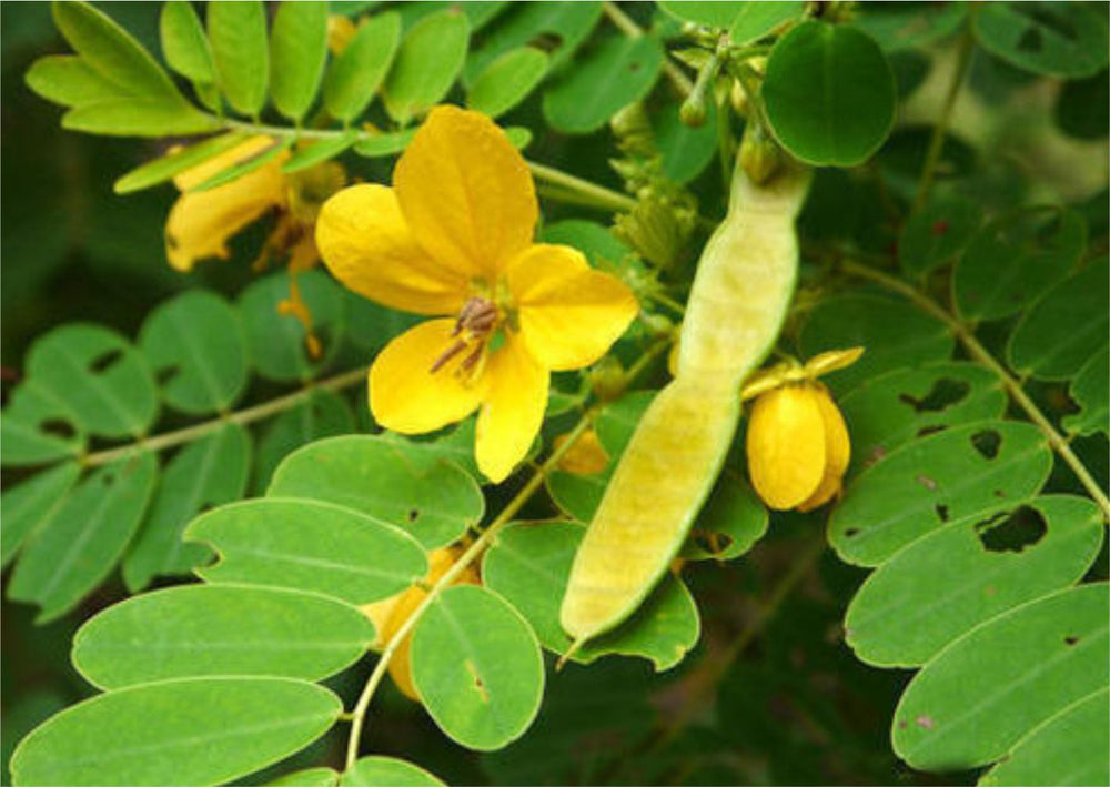 Senna Leaf