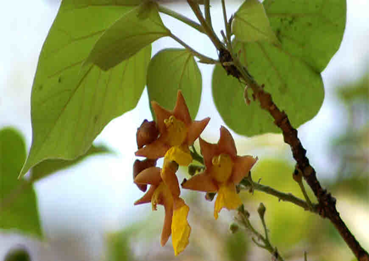 Garmini Genus Root