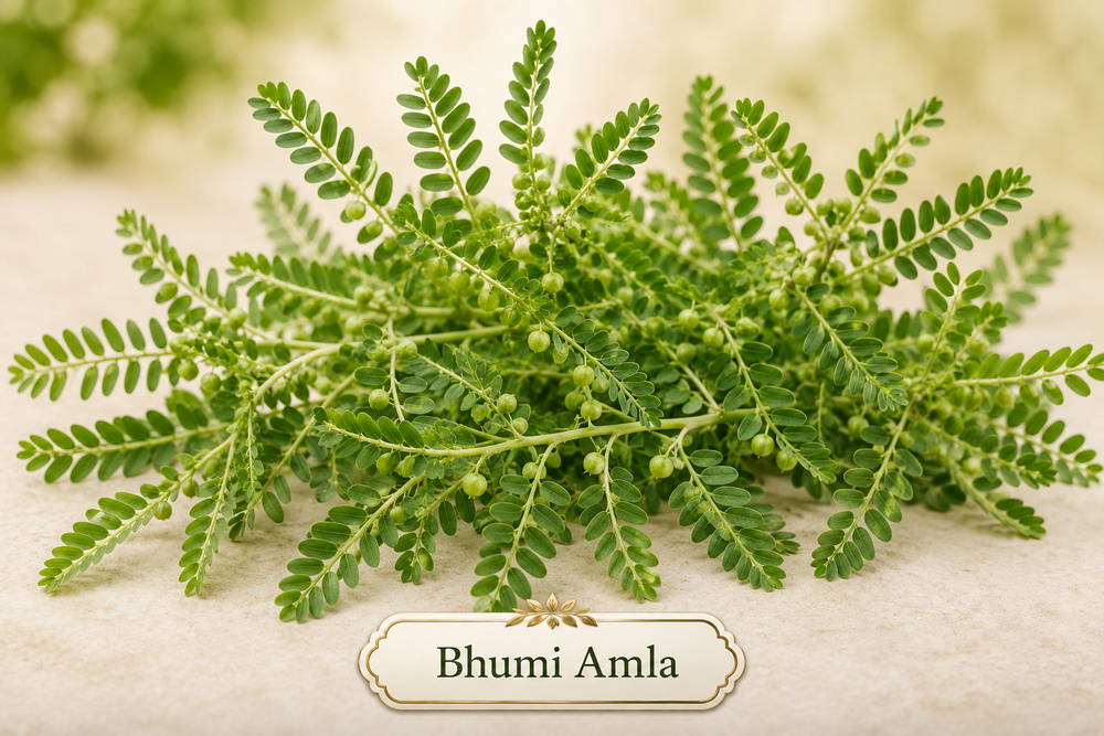 Bhumi Amla